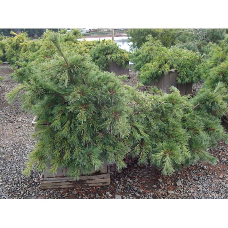 Pinus strobus'Niagara Falls' 