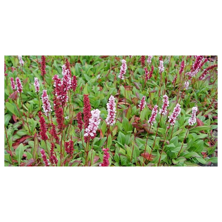 Persicaria affinis'Superba'