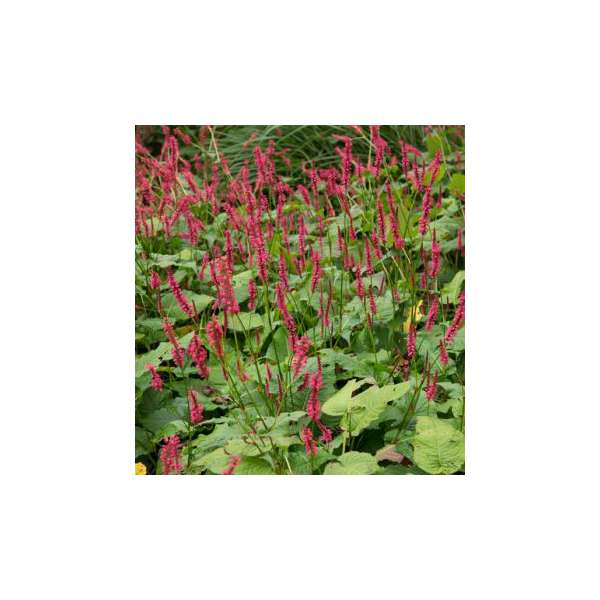 Persicaria amplexicaulis'Bonfire'