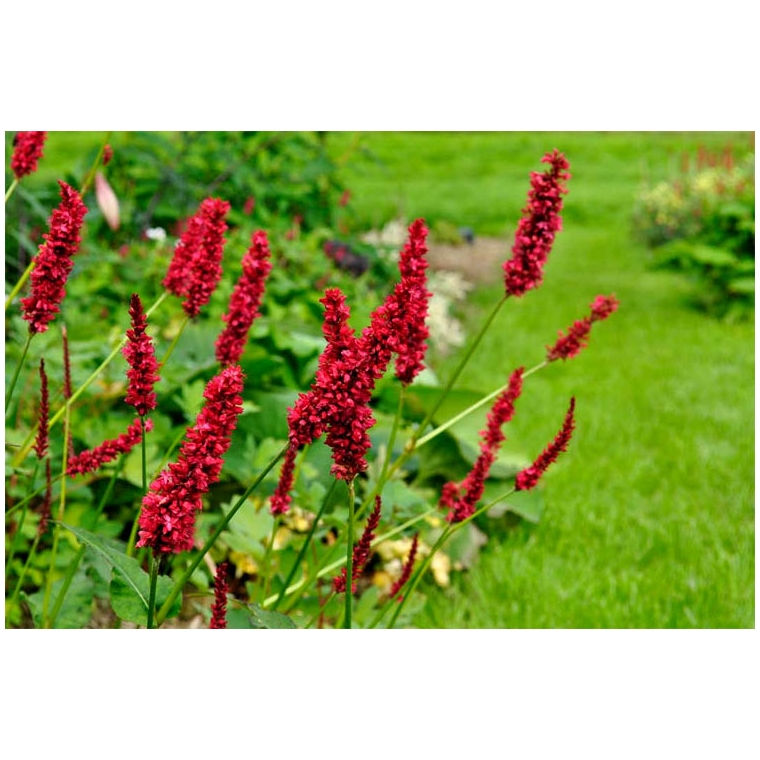 Persicaria amplexicaulis'Fat Domino'