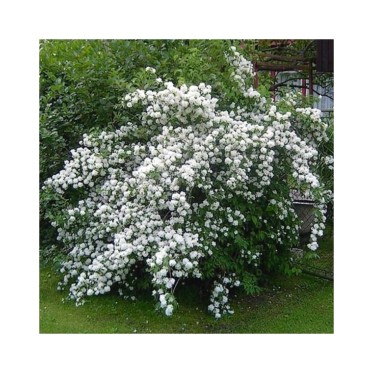 Philadelphus'Virginal' 