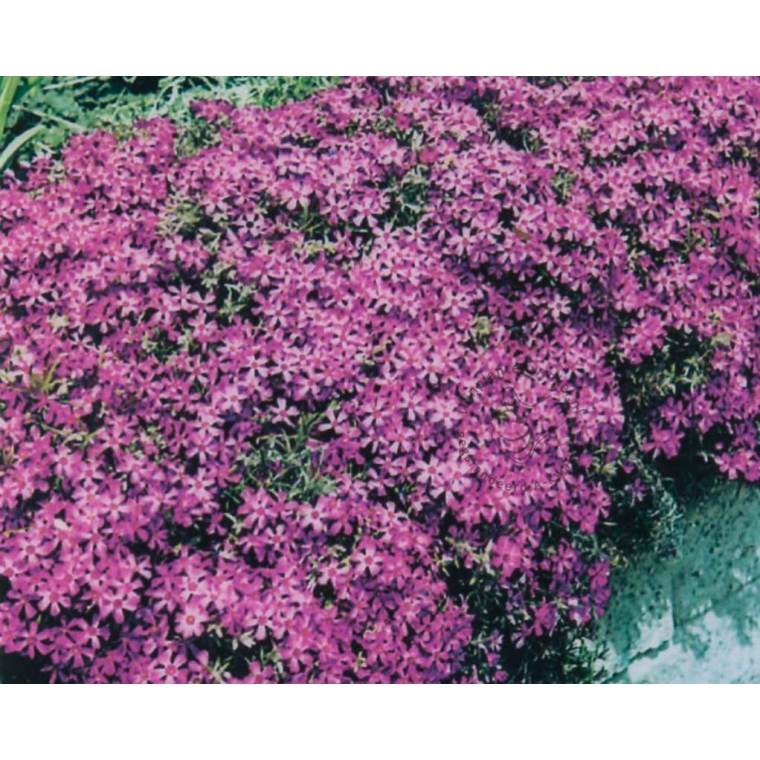 Phlox subulata'Atropurpurea'