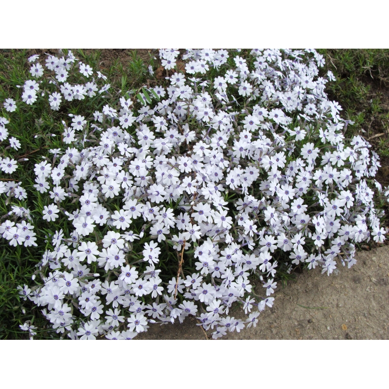 Phlox subulata'Bavaria'