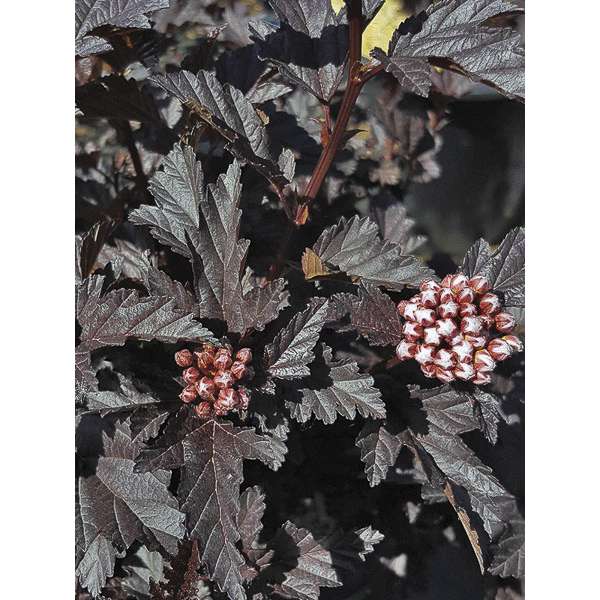 Physocarpus opulifolius'All Black' 