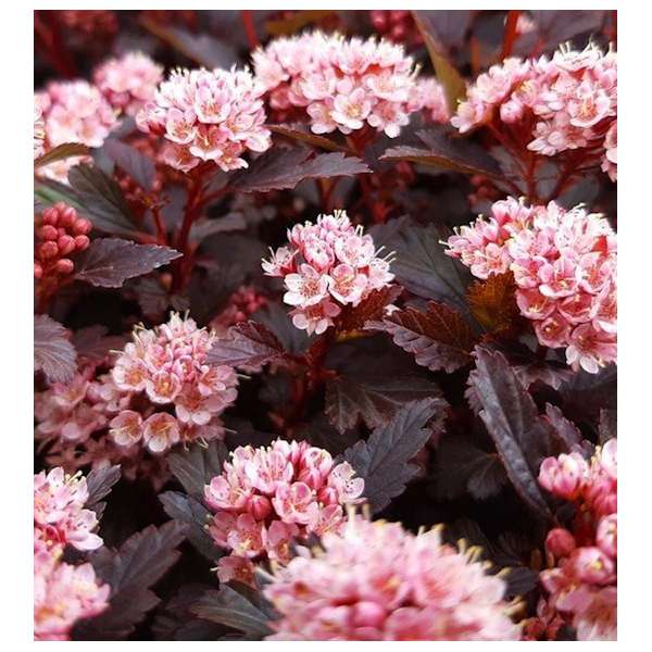 Physocarpus opulifolius'Little Joker' 