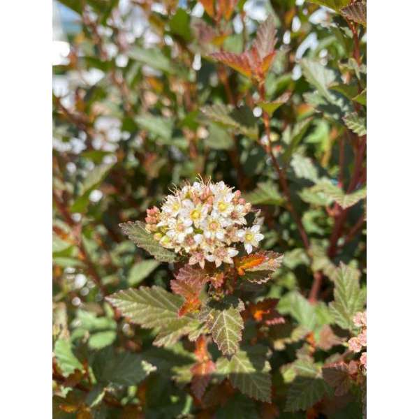 Physocarpus opulifolius'Magic Sweet Cherry Tea' 