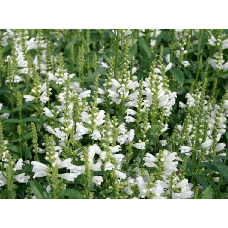 Physostegia virginiana'Summer Snow'