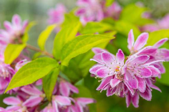 Deutzia hybride'Tourbillon Rouge' 