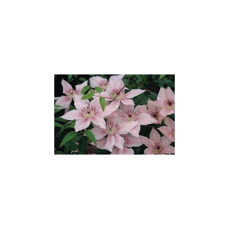 Clematis'Pink Fantasy' 