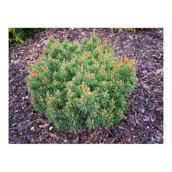 Pinus nigra'Keightly Broom' 