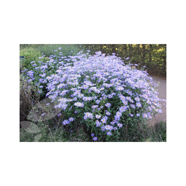 Aster frikartii'Mönch'