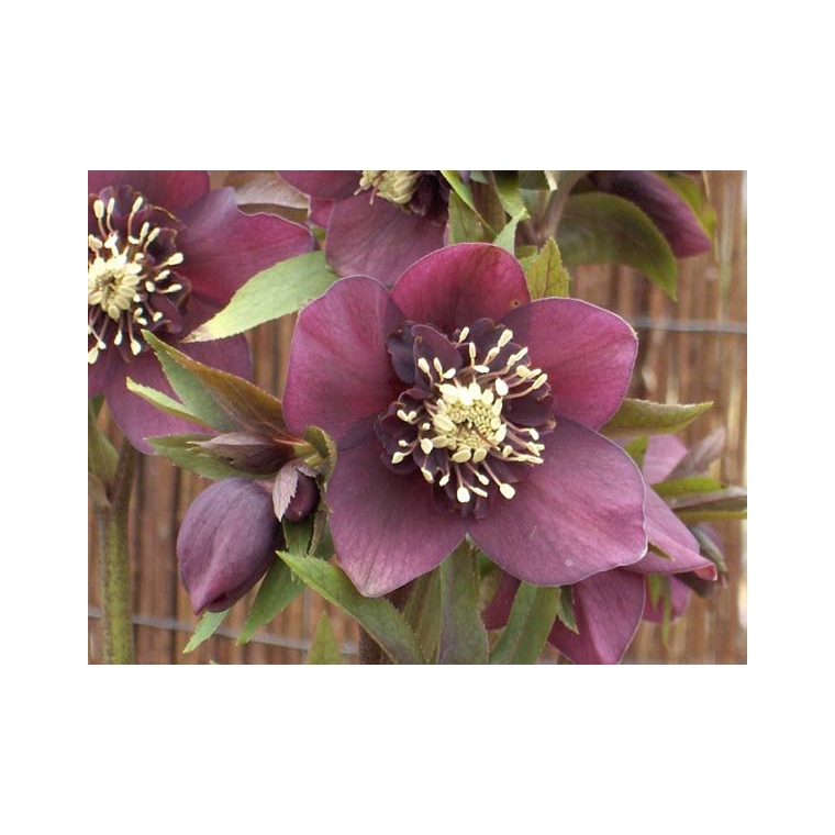 Helleborus orientalis'Double Ellen Red'