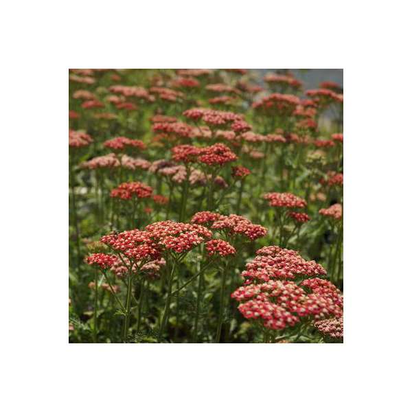 Achillea millefolium'Belle Epoque'