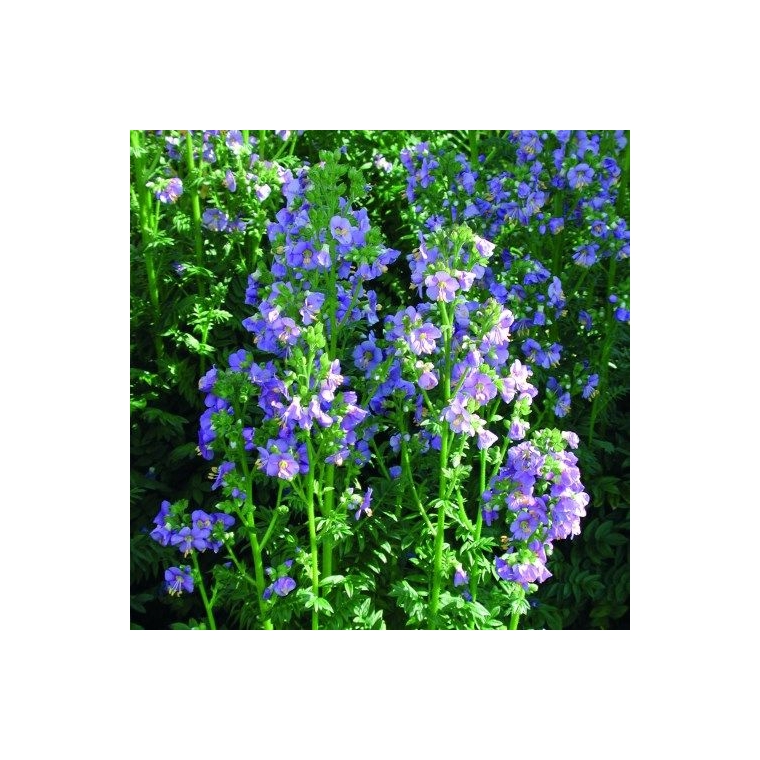 Polemonium caeruleum'Bambino Blue'