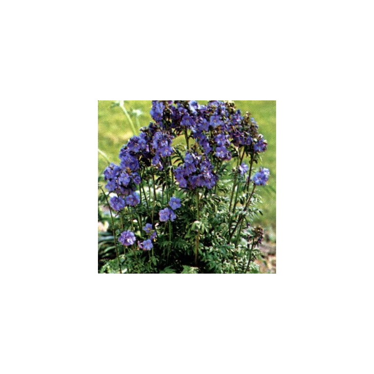 Polemonium reptans'Blue Pearl'