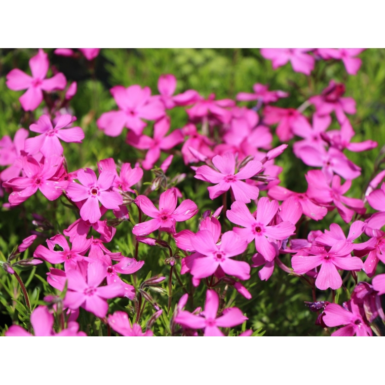 Phlox subulata'MacDaniel's Cushion'