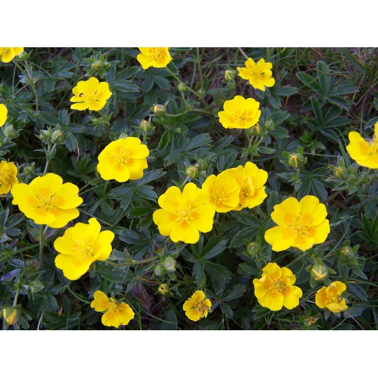 Potentilla aurea