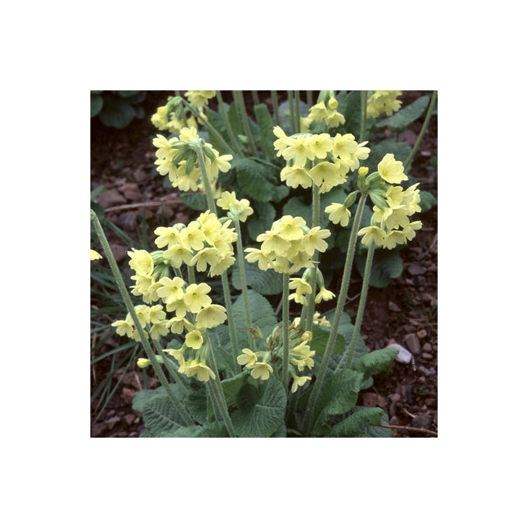 Primula elatior