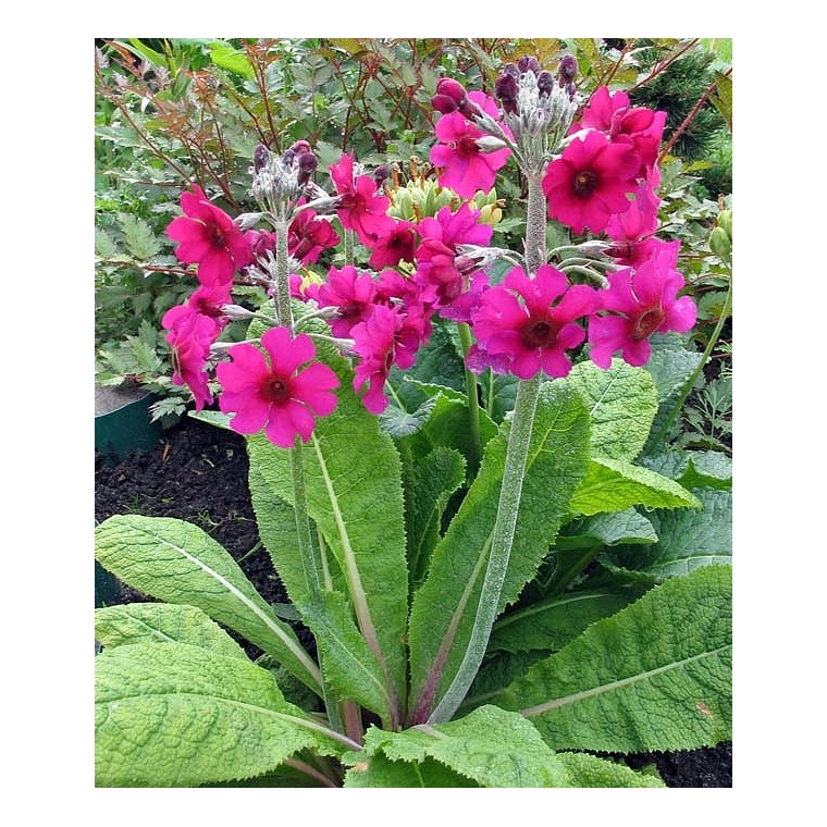 Primula pulverulenta