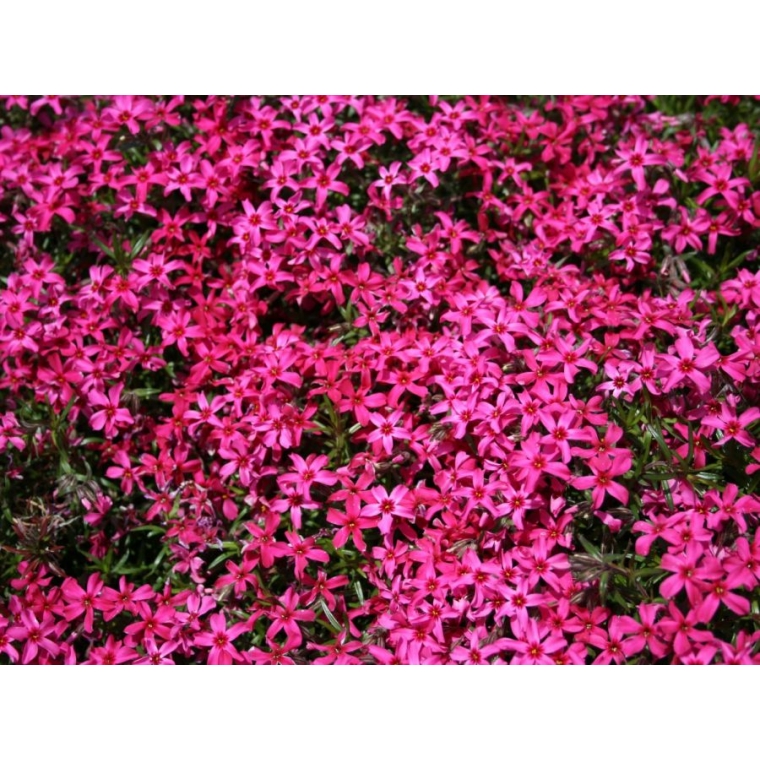 Phlox subulata'Scarlet Flame'