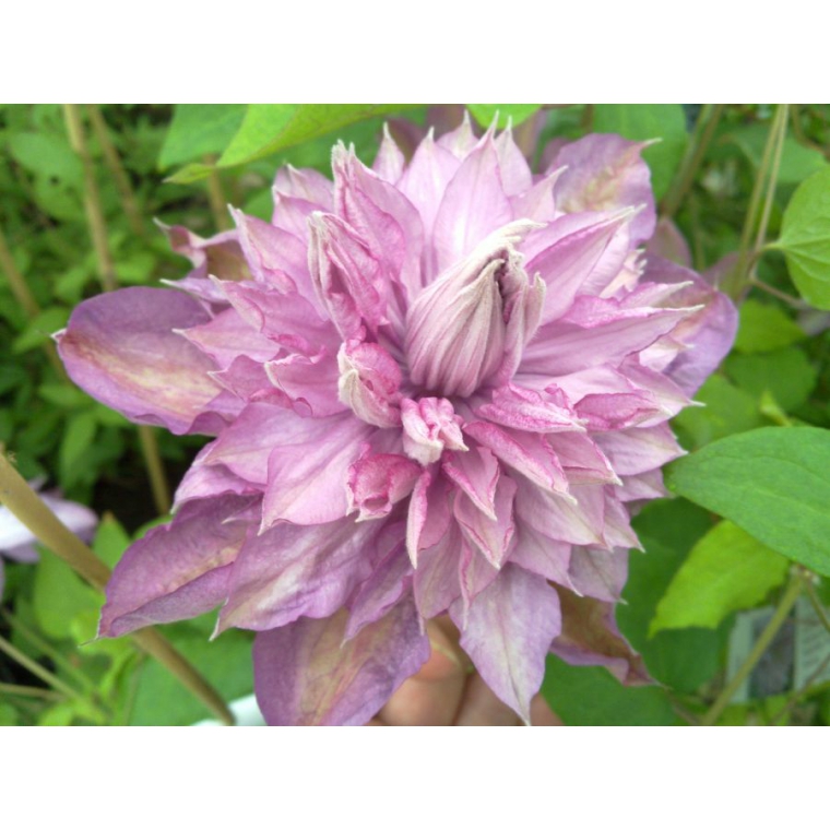 Clematis'Proteus' 