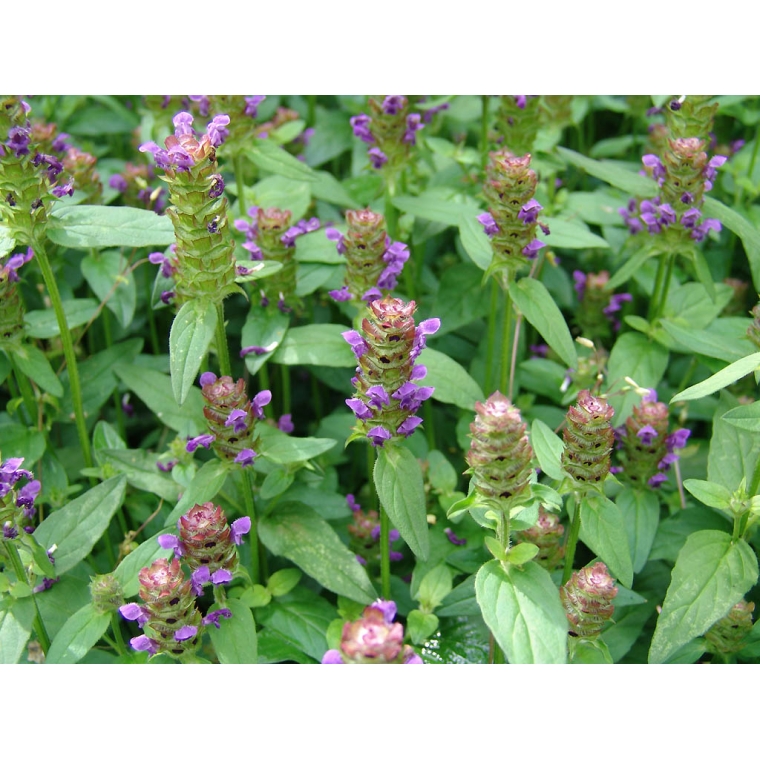 Prunella vulgaris