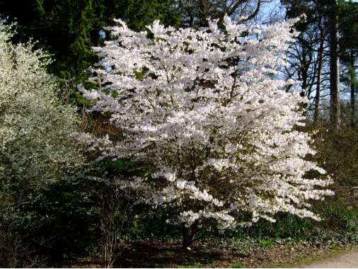 Prunus'The Bride' 