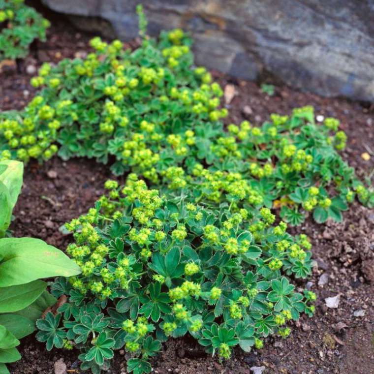 Alchemilla faeroensis pumila