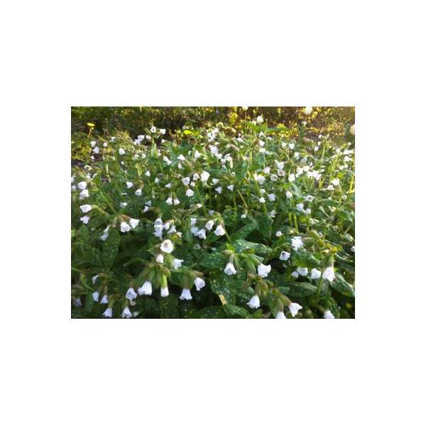 Pulmonaria officinalis'Sissinghurst White' 