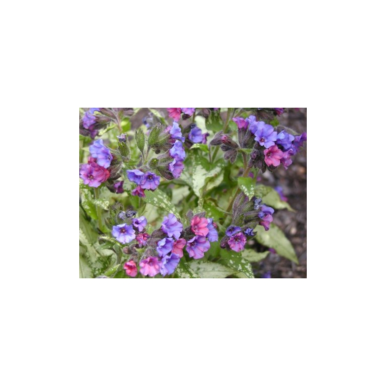 Pulmonaria'Smokey Blue'