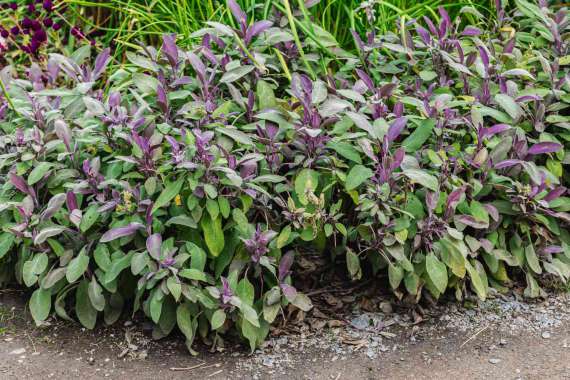 Salvia officinalis'Purpurescens'