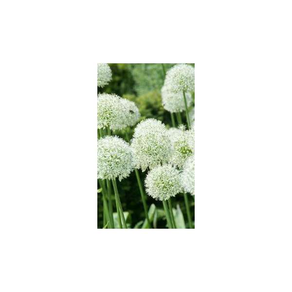 Allium'Mont Blanc'