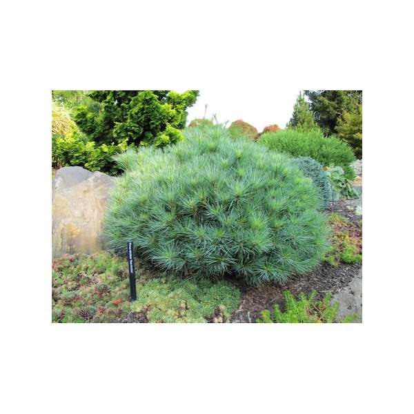 Pinus strobus'Minima' 