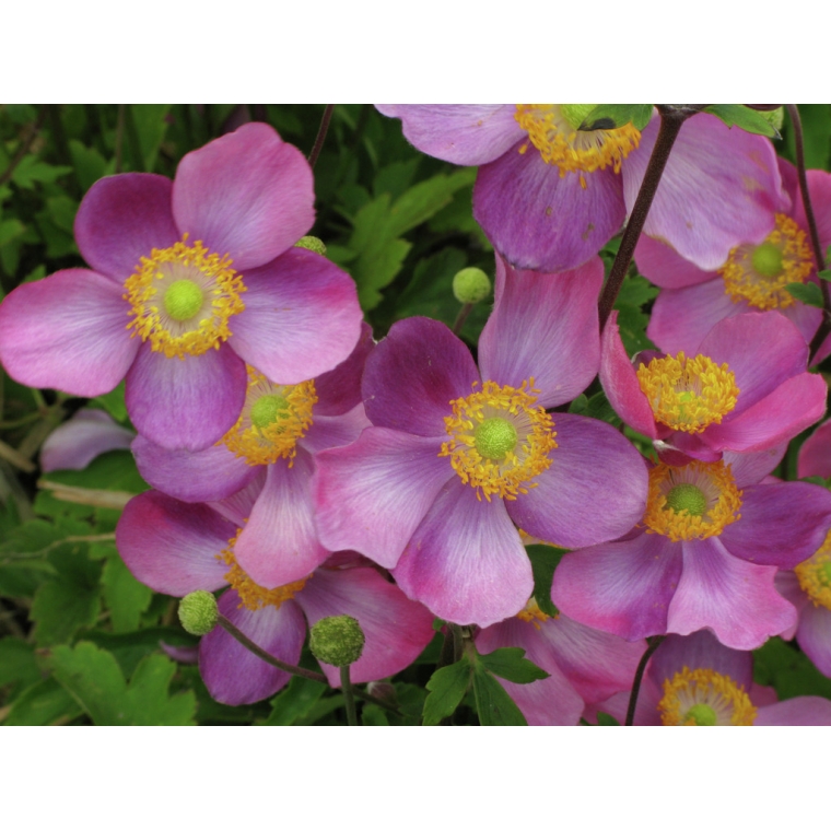 Anemone hupehensis'Pretty Lady Susan' 