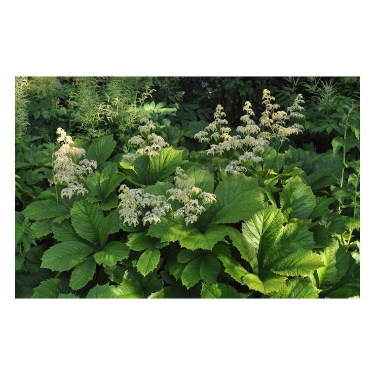 Rodgersia aesculifolia 