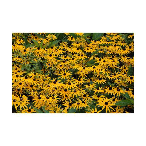 Rudbeckia fulgida'Goldsturm' 