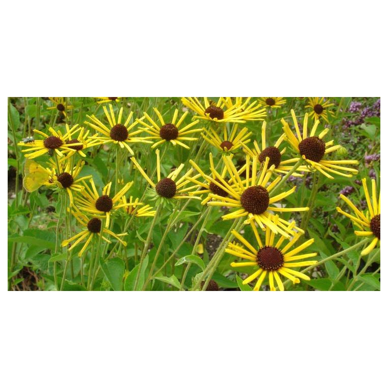 Rudbeckia subtomentosa'Henry Eilers'