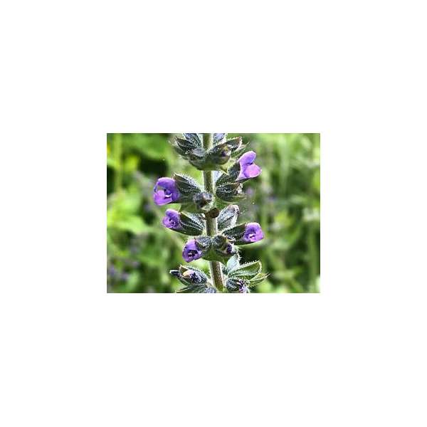 Salvia'Feathers Peacock'