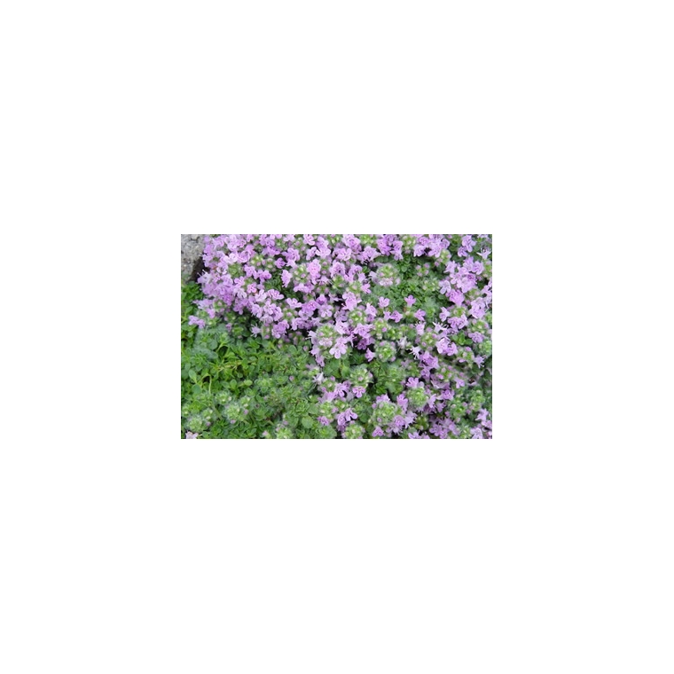 Thymus'Elfin'