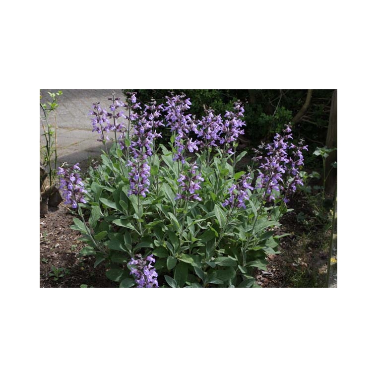 Salvia officinalis