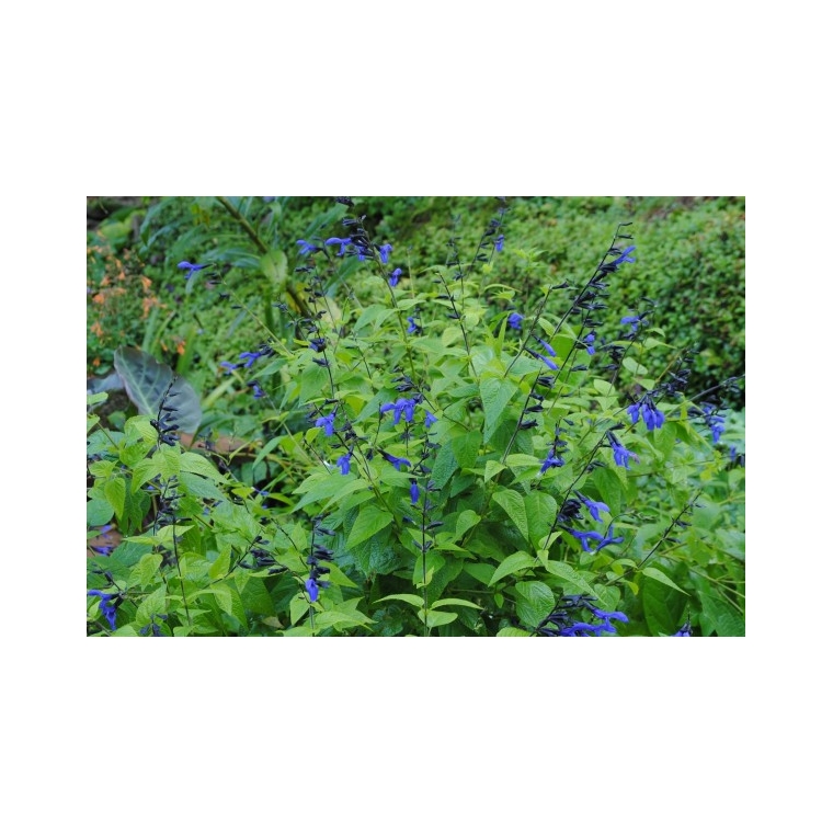 Salvia guaranitica'Black and Blue'