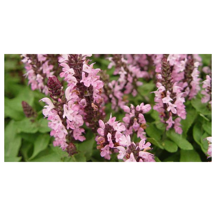 Salvia nemerosa'Sensation Rose'