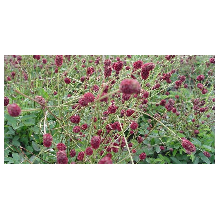 Sanguisorba officinalis'Tanna' 