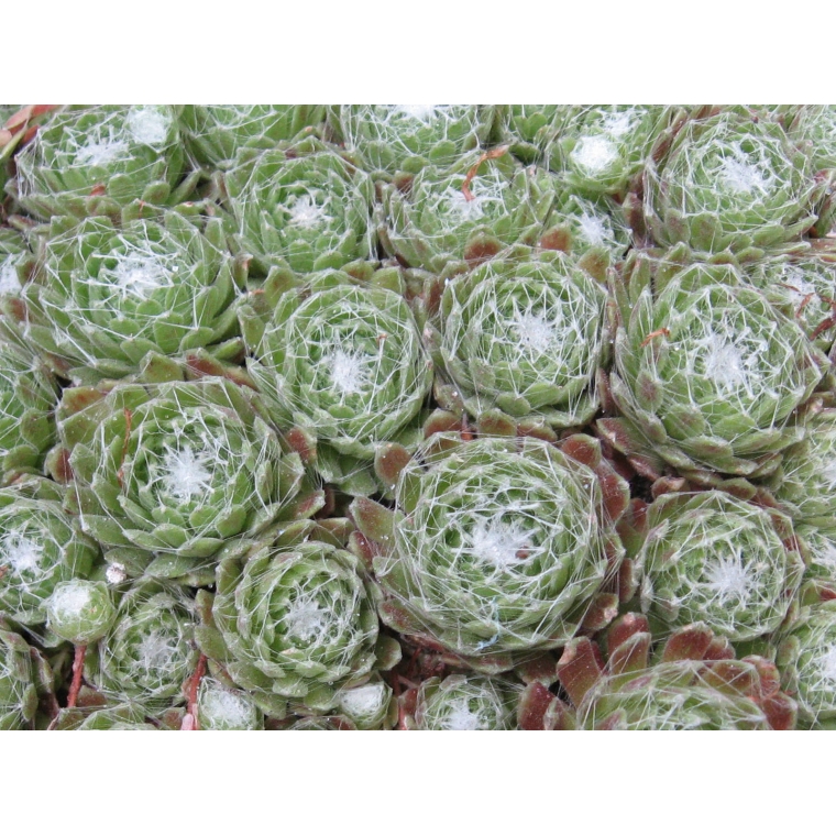 Sempervivum arachnoideum