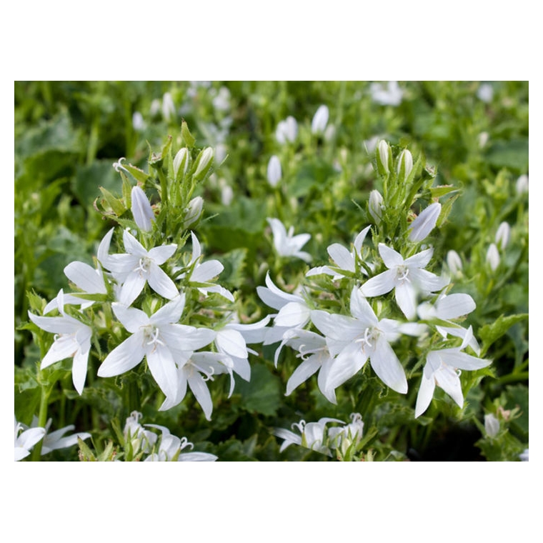 Campanula poscharskyana'E.H.Frost' 