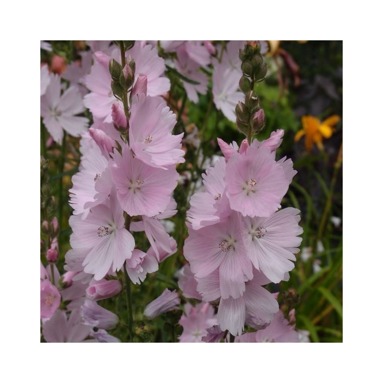 Sidalcea'Elsie Heugh'