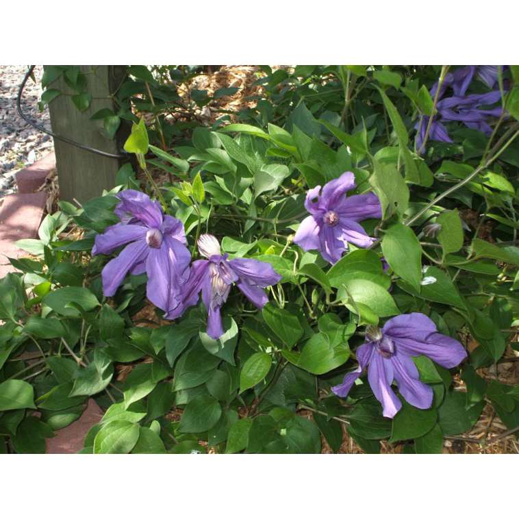 Clematis'Sizaja Ptitsa' 