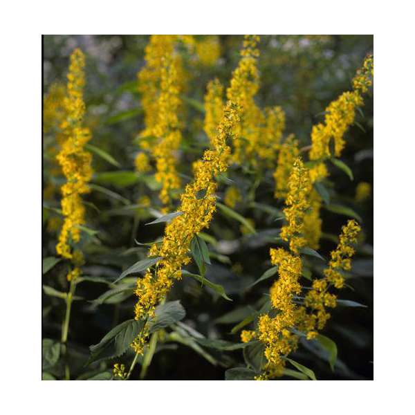 Solidago flexicaulis'Flexi Belle'