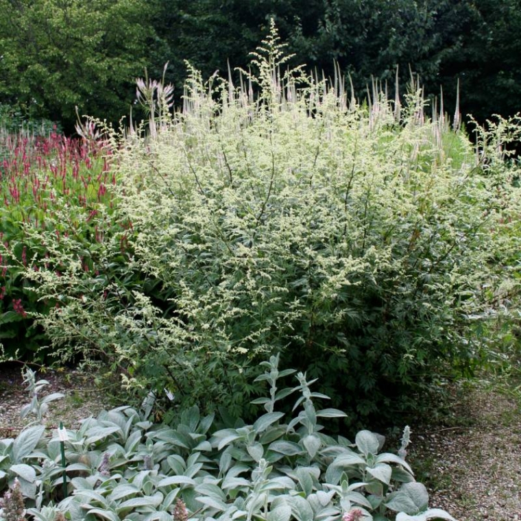 Artemisia lactiflora'Guizhou'