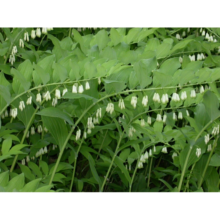 Polygonatum multiflorum